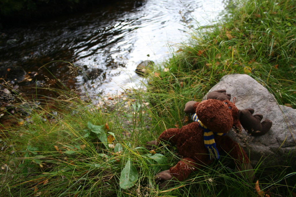 Elky_that_wanderlust