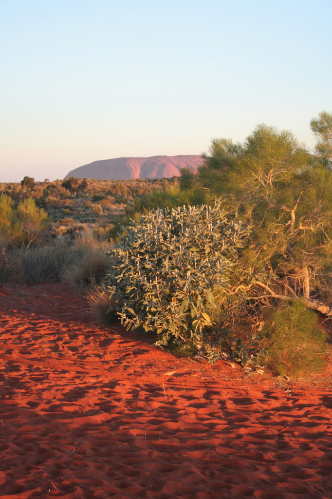 Red_capture_the_colour_2013