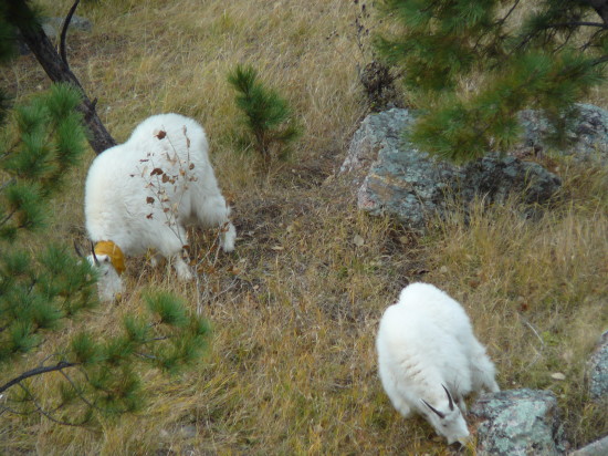 goats_usa_that_wanderlust