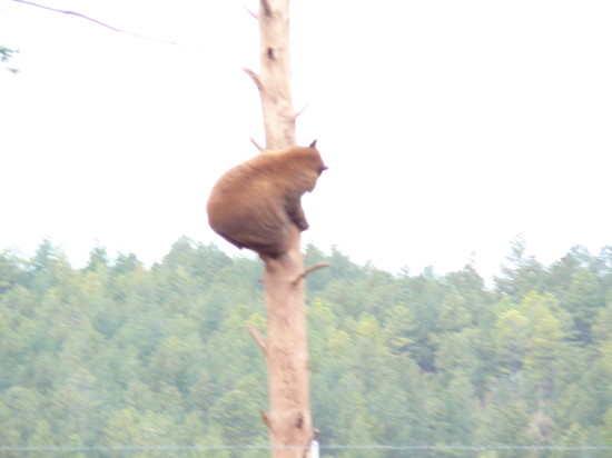 bears_that_wanderlust