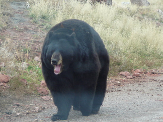 bearusa_that_wanderlust