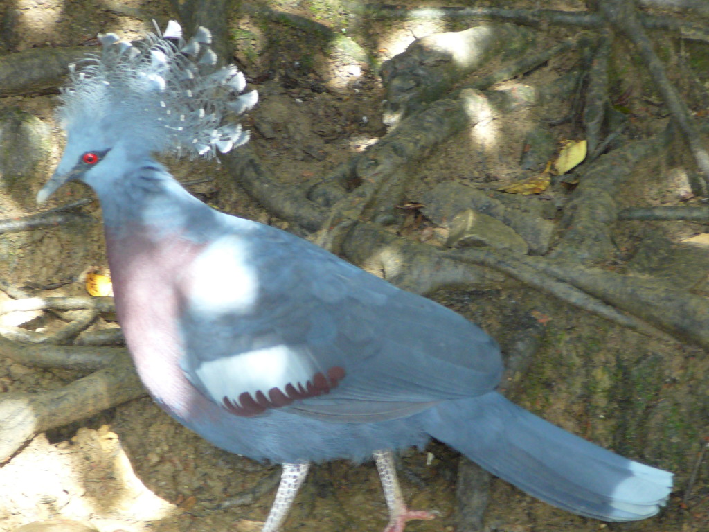 kulbird3_that_wanderlust