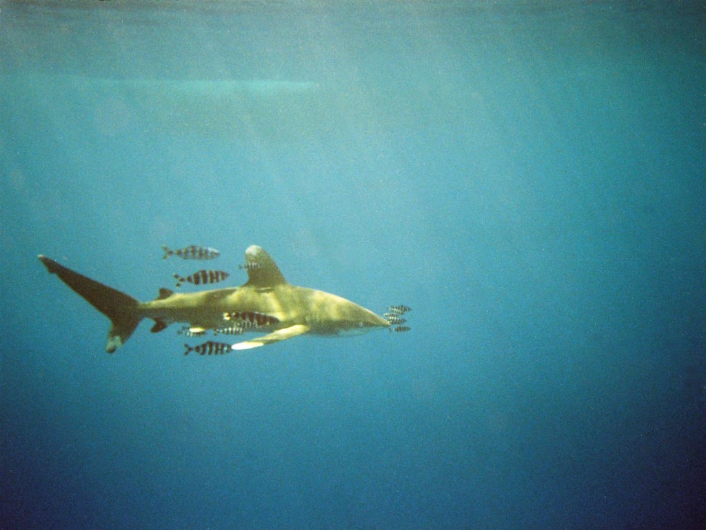 oceanische_witpunthaai