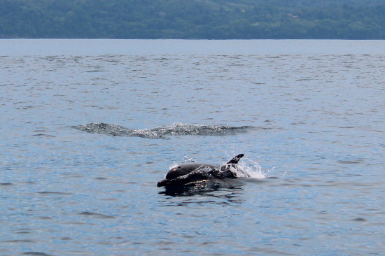 dolphins_bahiaaventuras_costa-rica