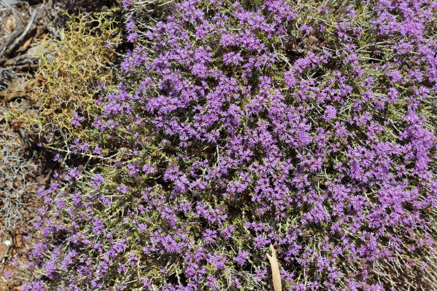 Saria_karpathos_travelblog_greece