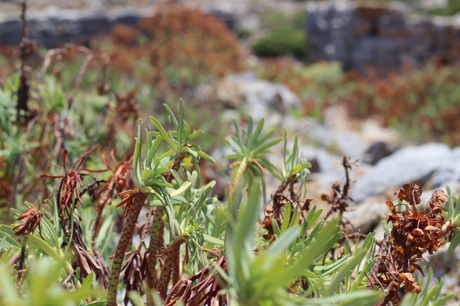 Saria_karpathos_travelblog_greece