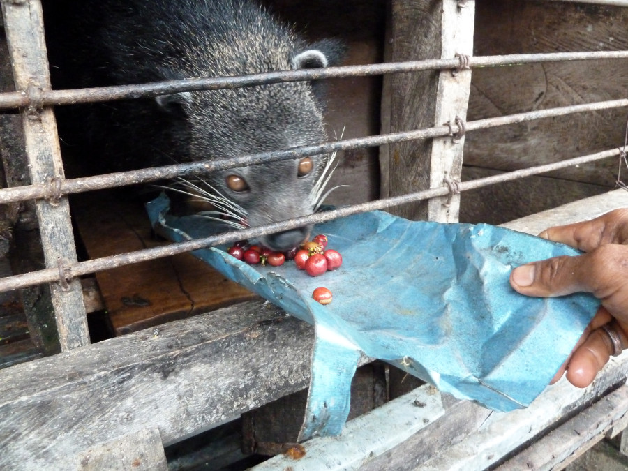 A caged civet cat at a Luwak coffee farm is fed coffee cherries in Sumatra, Indonesia. World Animal Protection carried out an investigation on the practive of civet farming to make coffee in 2011.