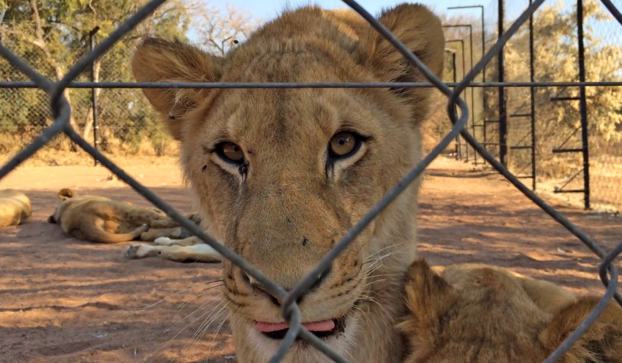 A lion in a barren facility in Southern Africa. World Animal Protection conducted an investigation into lion parks and the use of wildlife as entertainment.