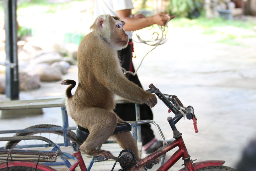 A macaque 'performs' for tourists at an attraction in Thailand (pictured in 2014). These monkeys are kept in captivity and taught tricks.
