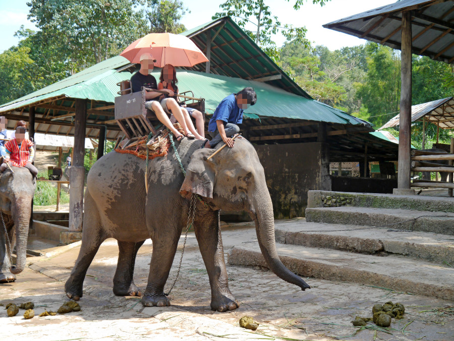 An asian elephant is used to take tourists for rides. World Animal Protection believes that wild animals should be left in the wild and not used for our entertainment.