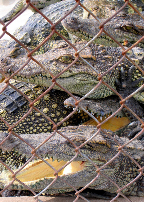 Crocodile farm, Vietnam. These animals will be slaughtered for leather and meat after reaching maturity. There is only a small population (less than 100) of crocodiles left in Vietnam.