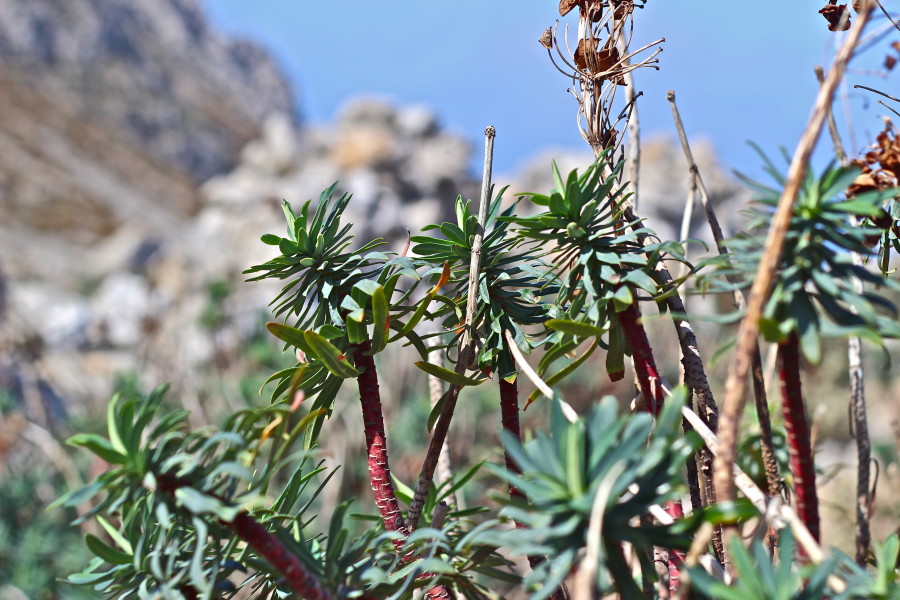 Vrougounda_karpathos_greeceVrougounda_karpathos_greece