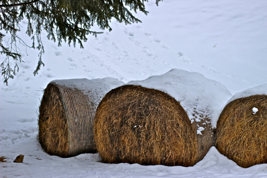 hay bales in canazei