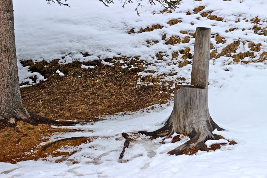 chair out of a tree in canazei
