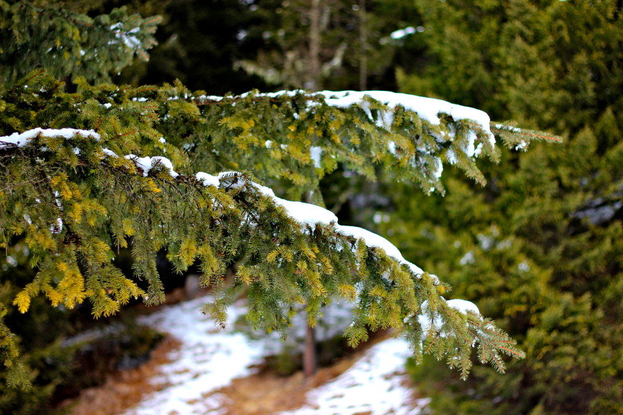 snow on the trees in canazei