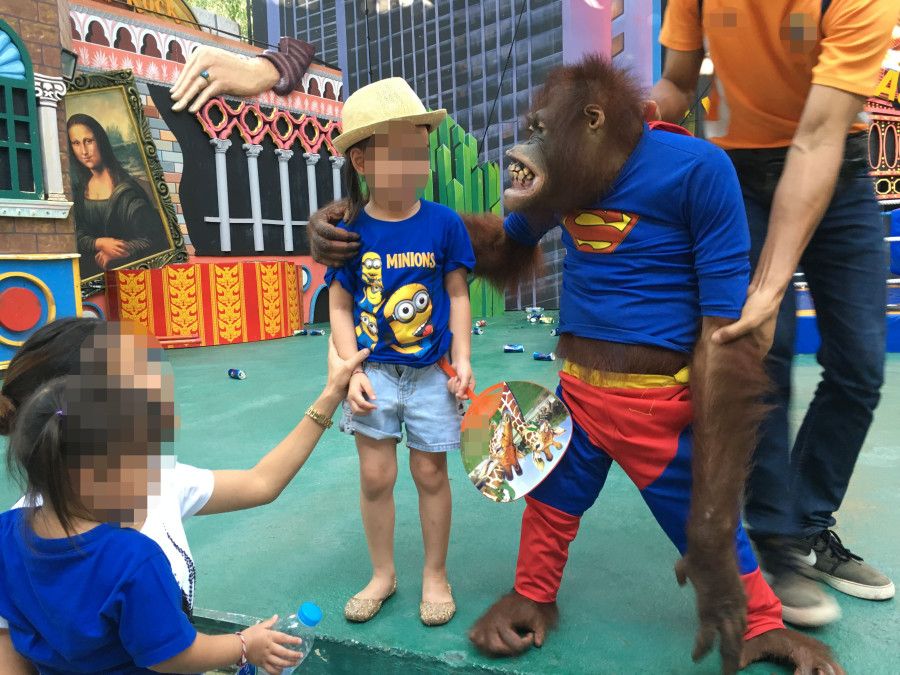 Orangutans have been trained to perform in shows at a tourist attraction in South east Asia. After the show the audience are invited to 'meet' them or have their photo taken with them.