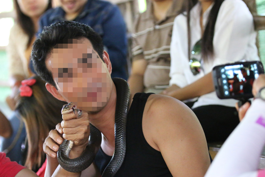 Thailand. Kissing a cobra. They are usually captured from the wild, then they are defanged with with metal pliers and their venom ducts are either blocked or removed.