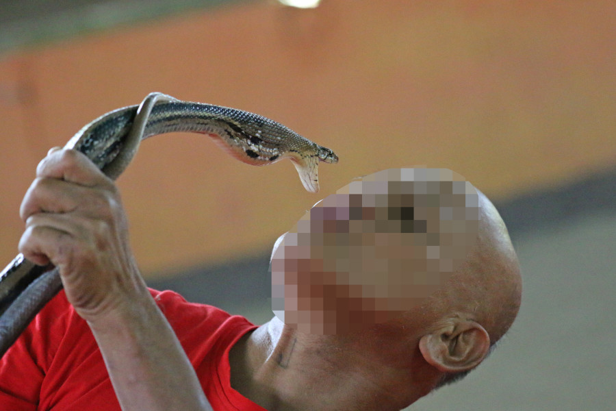 Thailand. Kissing a cobra. They are usually captured from the wild, then they are defanged with with metal pliers and their venom ducts are either blocked or removed