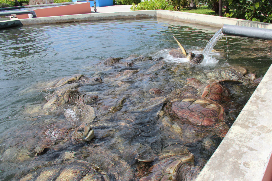 The Cayman Turtle Farm (CTF) is the last facility in the world that breeds turtles for commercial use. Pictured turtles converging in crowded tanks.