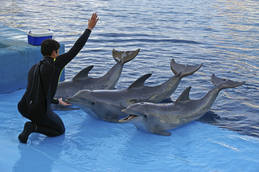 Three captive dolphins performing with a trainer at an aquatic theme park.