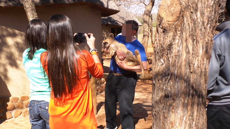 Tourists are able to interact with lion cubs in a facility in Southern Africa. World Animal Protection conducted an investigation into lion parks and the use of wildlife as entertainment.