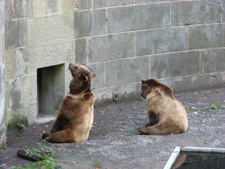 Bear-pit_bernBear-pit_bern