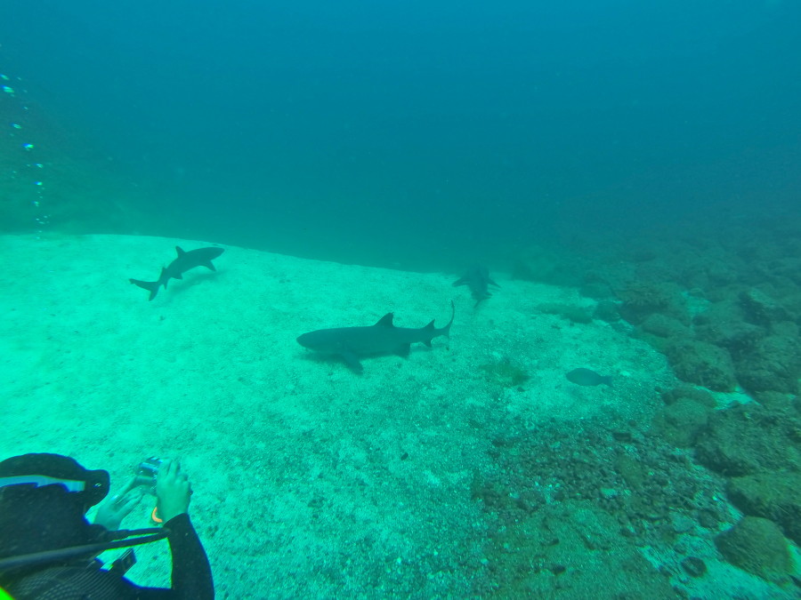 Coiba_panama_santacatalina_nationalpark_diving_coibadivecenter_beach_travels_backpacking