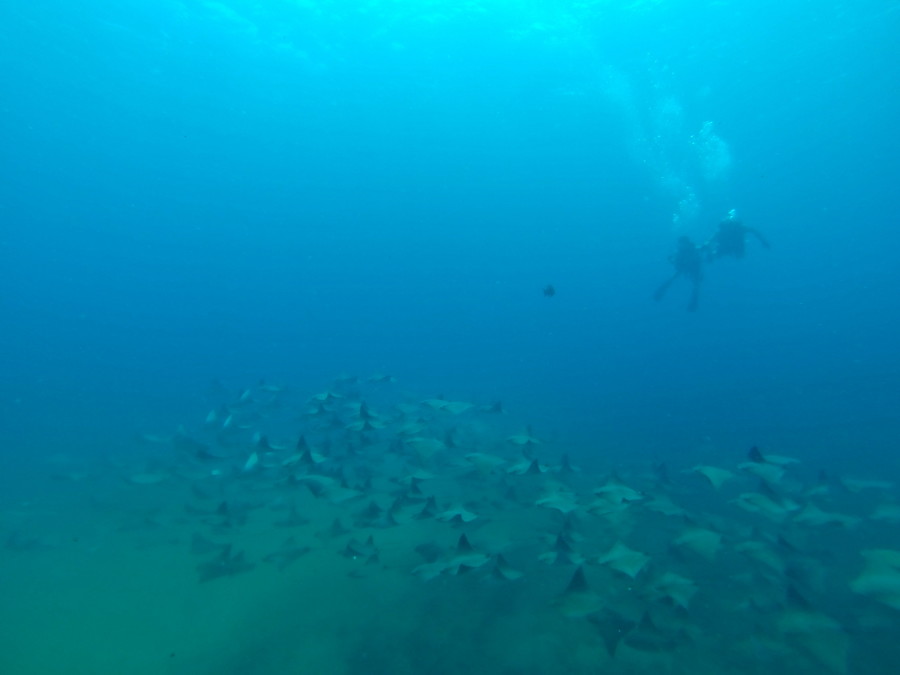 Coiba_panama_santacatalina_nationalpark_diving_coibadivecenter_beach_travels_backpacking