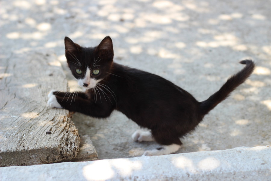 pigadia-karpathos-travel-thatwanderlust-backpacking