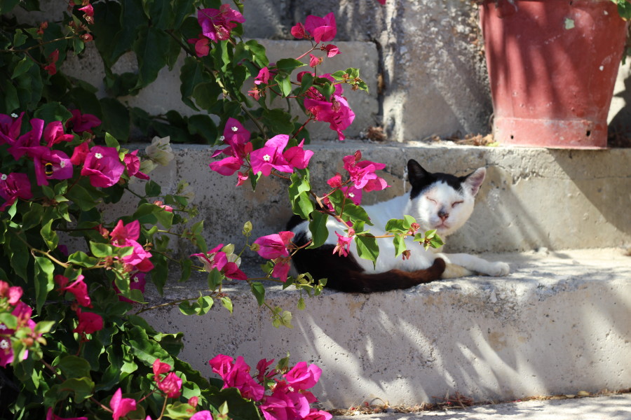 pigadia-karpathos-travel-thatwanderlust-backpacking