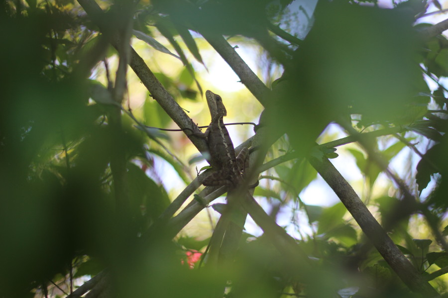 Bocasdeltoro_panama_bocas_southamerica-travel-backpacking-island