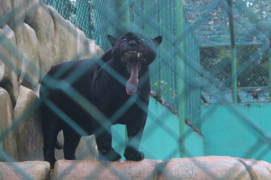 olmec - The old black jaguar of La Venta