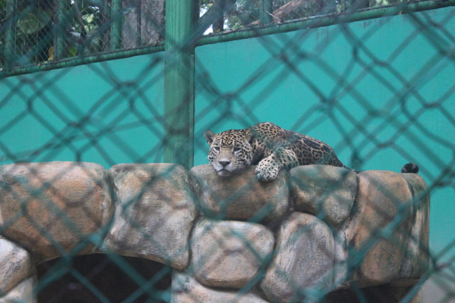 Olmec-The spotted jaguar of La Venta