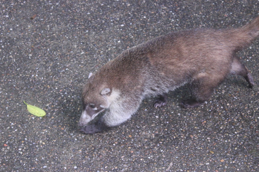 Olmec-Mexico-A curious Coati