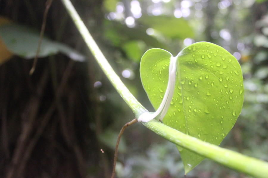 olmec-mexico-villahermosa-travelblog-adventure-laventa-jungle2