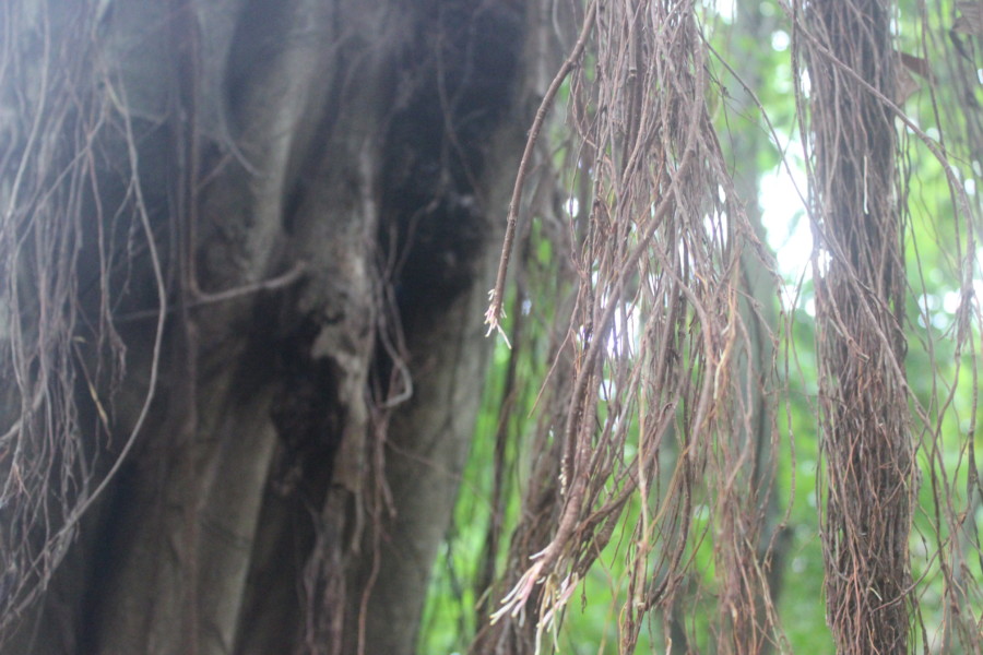 olmec-mexico-villahermosa-travelblog-adventure-laventa-jungle