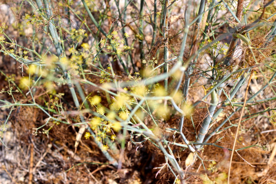 visitkasos-karpathos-armathia-greece-travel-wanderlust-thatwanderlust-visit kasos