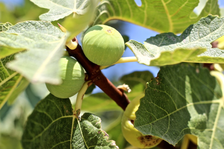 visitkasos-karpathos-armathia-greece-travel-wanderlust-thatwanderlust-visit kasos