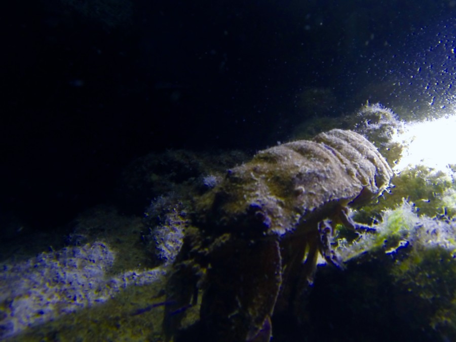 rescue-diver-diving-gopro-karpathos-renate-rigters-travel-thatwanderlust