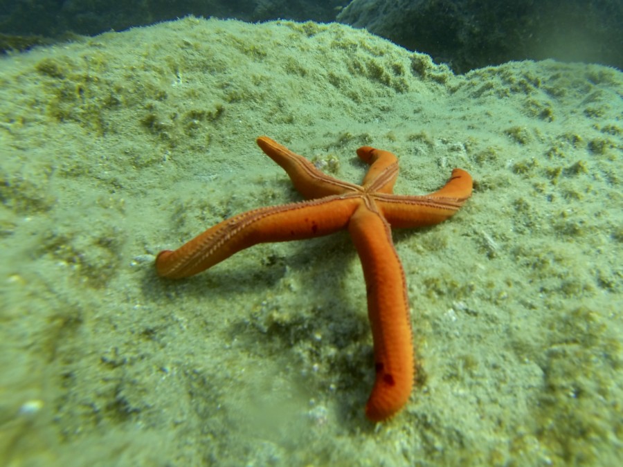 rescue-diver-diving-gopro-karpathos-renate-rigters-travel-thatwanderlust