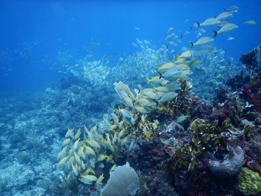 divemaster-islamujeres-isla mujeres-travel-mexico-love-backpack-blog-wanderlust