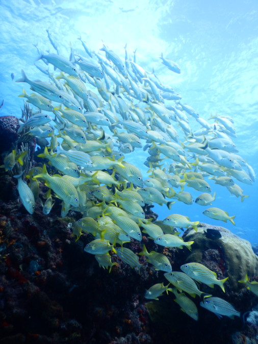 divemaster-islamujeres-isla mujeres-travel-mexico-love-backpack-blog-wanderlust