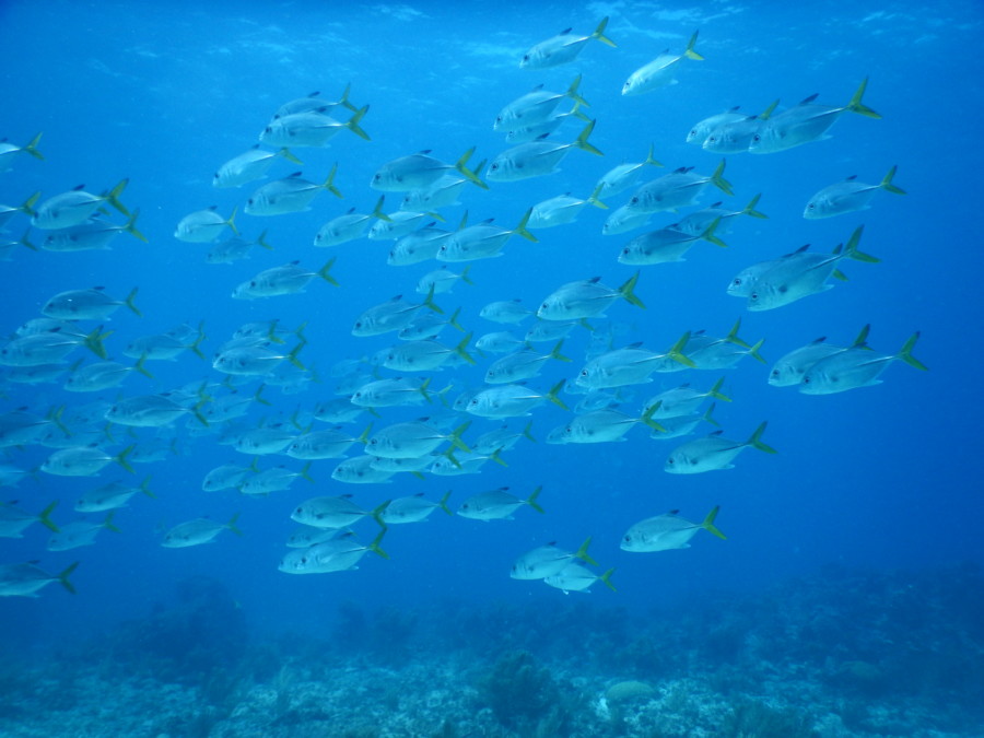 divemaster-islamujeres-isla mujeres-travel-mexico-love-backpack-blog-wanderlust