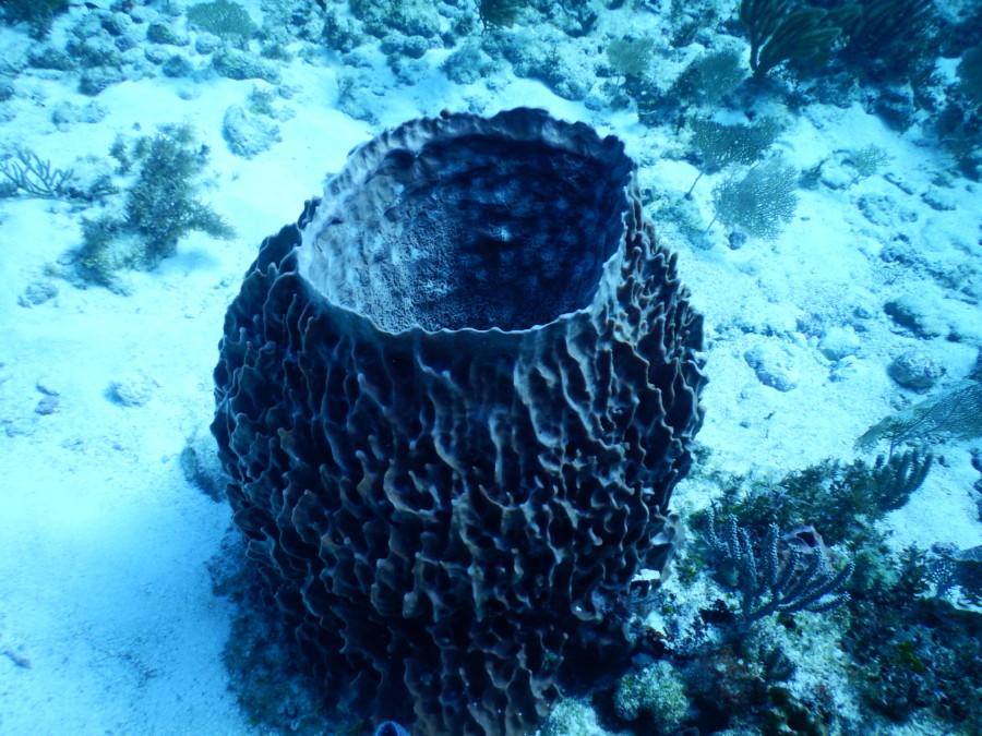 divemaster-islamujeres-isla mujeres-travel-mexico-love-backpack-blog-wanderlust