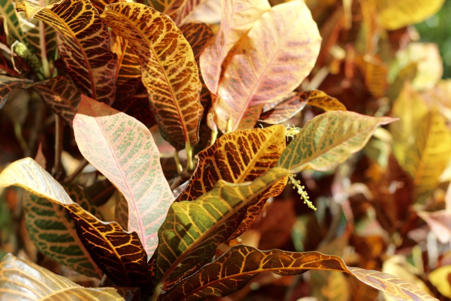 airbnb-casadelossuenos-playadelcarmen-accommodation-mexico