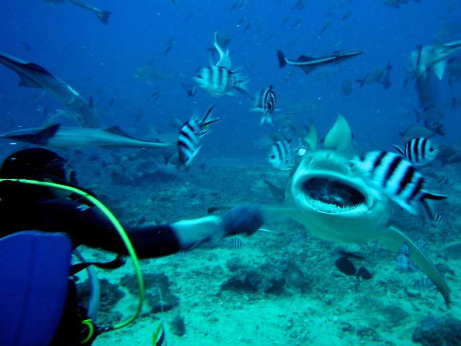 bull sharks-Brian Goode