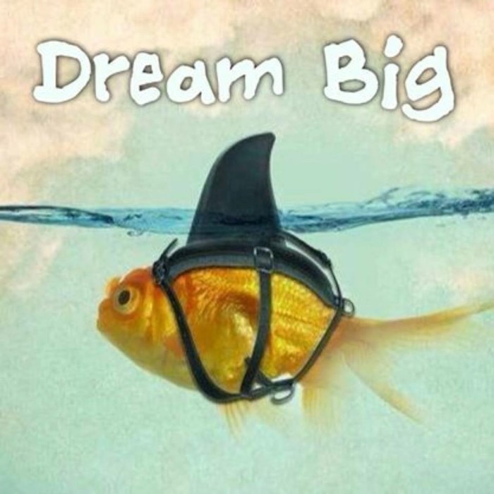 dreambig-idc-playadelcarmen-diving-padi