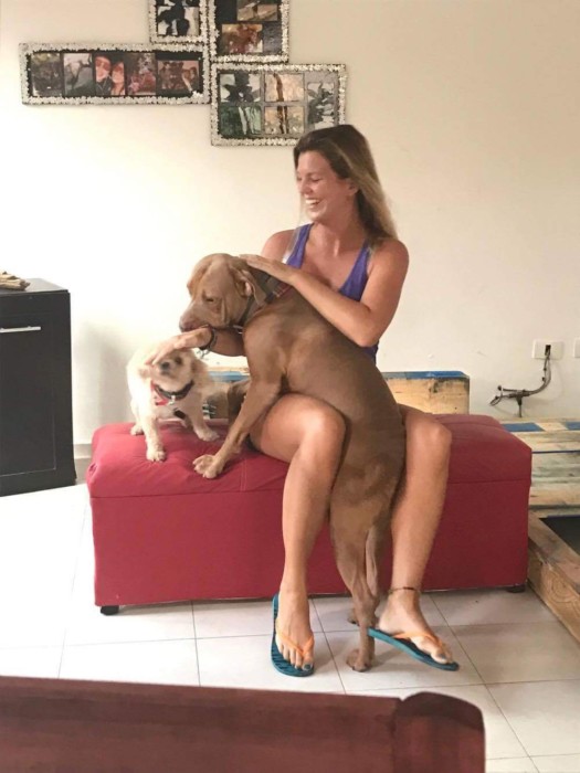 dreambig-dogs-idc-playadelcarmen-diving-padi