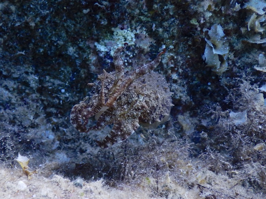 sepia-that-wanderlust-relax-karpathos-diving-travel-greece-beach