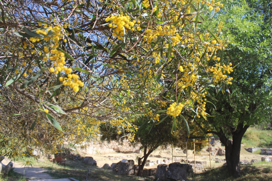 Ancient-Agora-athens-temple-that-wanderlust-travel-nomads-diving